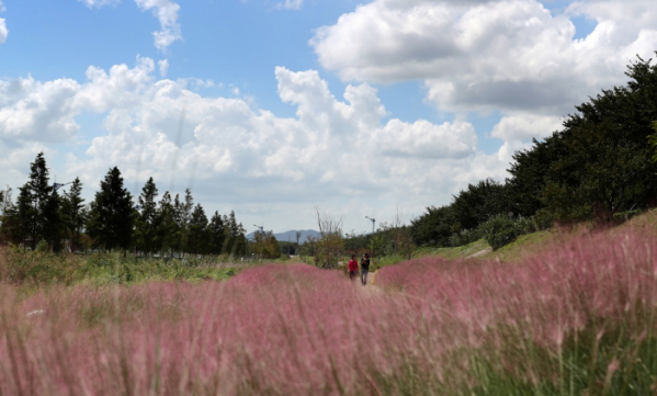 ▲부산 강서구 대저 생태공원을 찾은 시민들이 분홍색 억새인 핑크뮬리를 구경하고 있다. (연합뉴스)