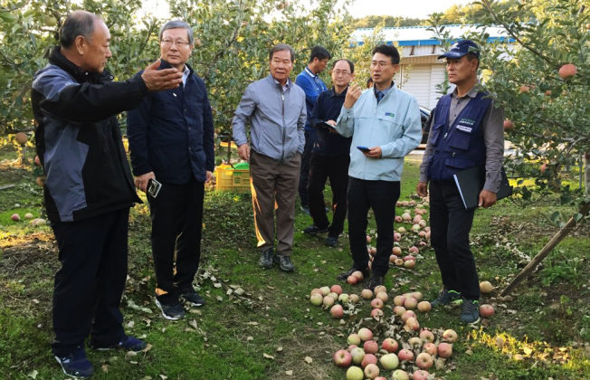 ▲NH손해보험 오병관 대표이사(사진 왼쪽 두 번째)가 8일 피해 현장을 방문했다. 오 대표가 손규삼 대구경북능금농협 조합장(가운데), 농협 관계자 등과 함께 낙과 피해현황을 살펴보며 이야기를 나누고 있다.(NH농협손해보험 제공)