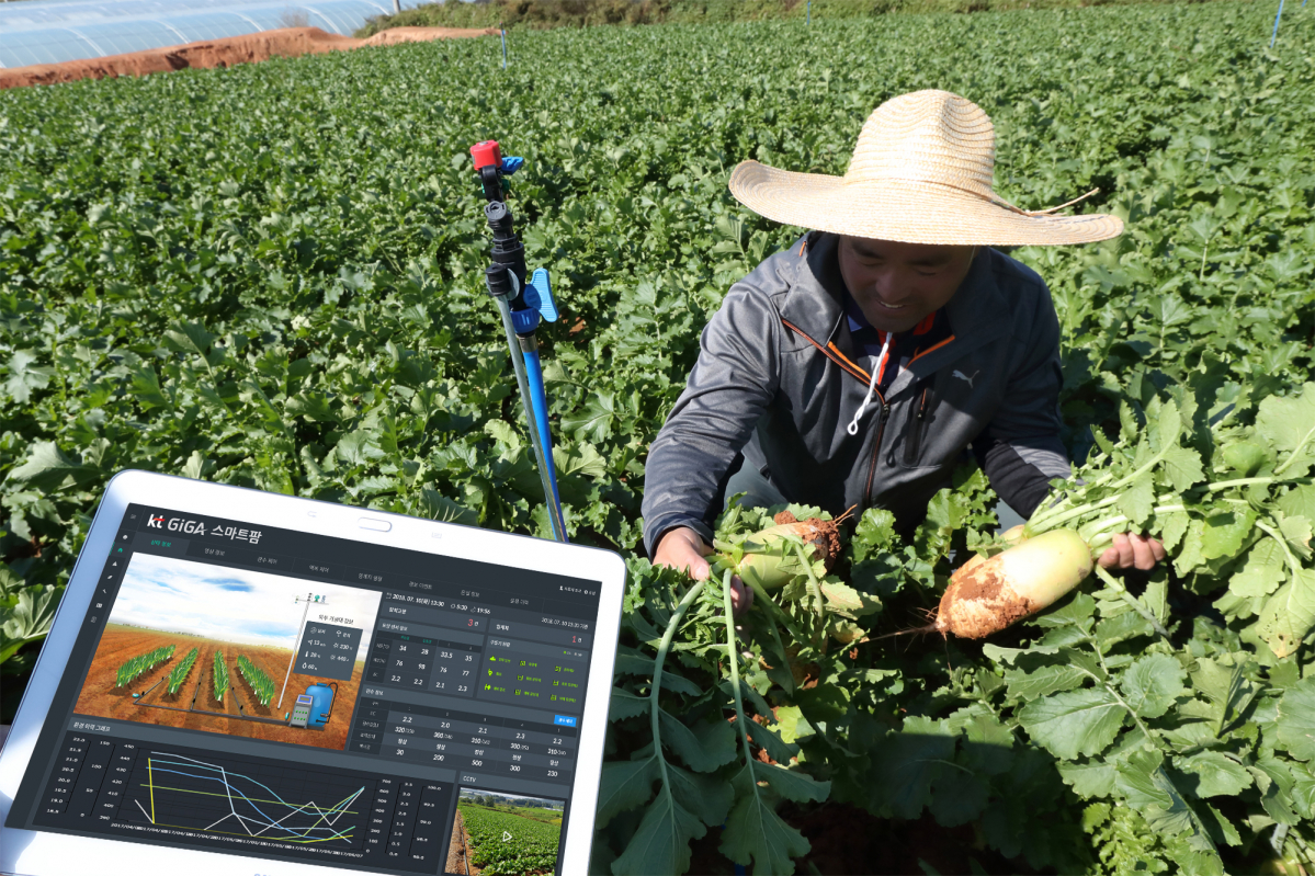 ▲전북 고창 무장면 농민들이 KT 노지채소 스마트팜을 시연하고 있다.(사진제공= KT)