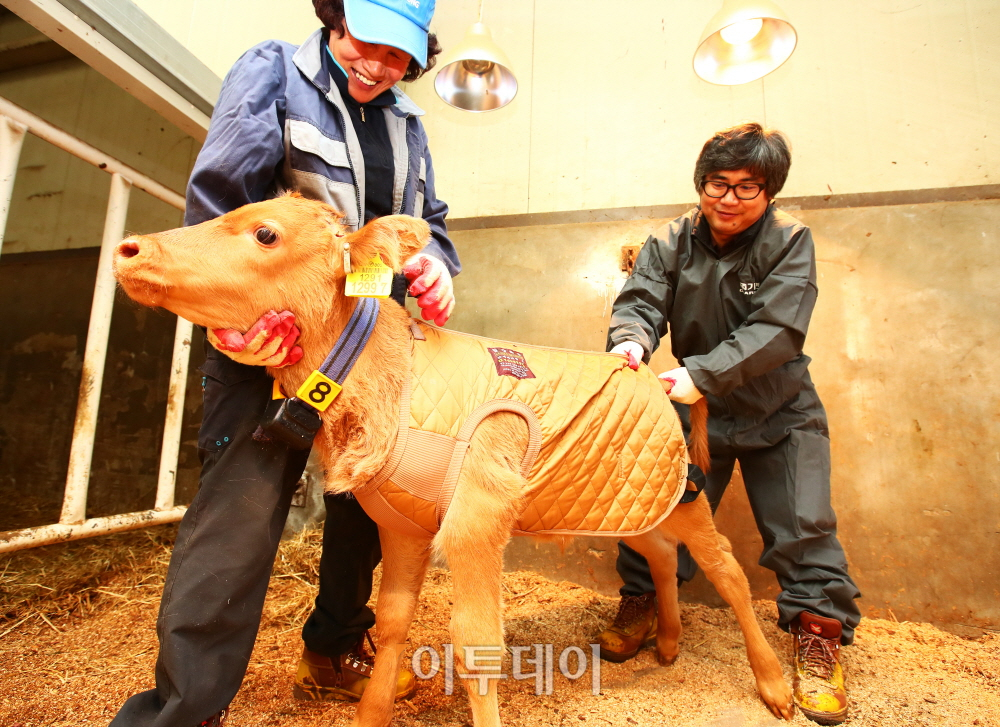 ▲한우연구소 직원들이 송아지에게 방한복을 입히고 있다.(농촌진흥청 한우연구소)