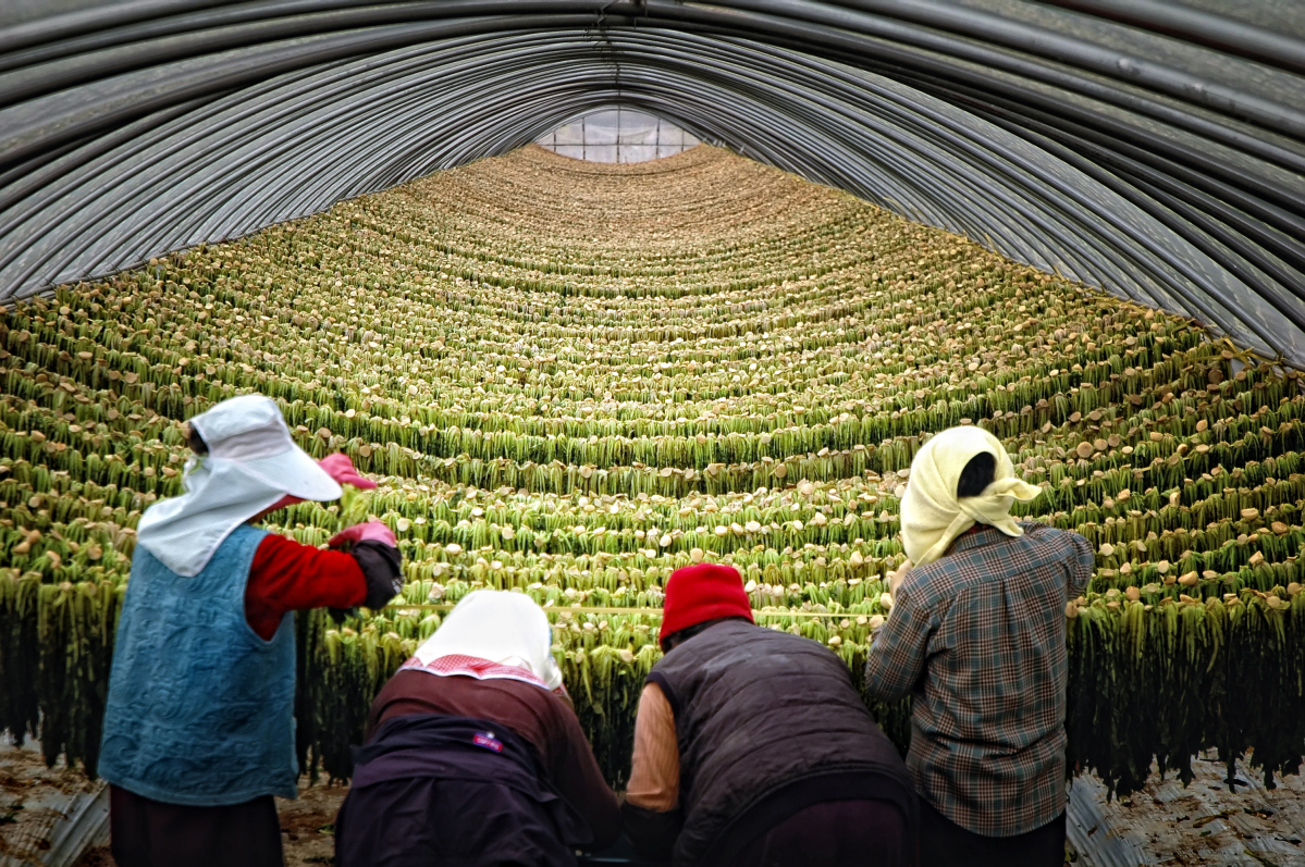 ▲사비팜의 시래기 생산 현장(농림축산식품부)