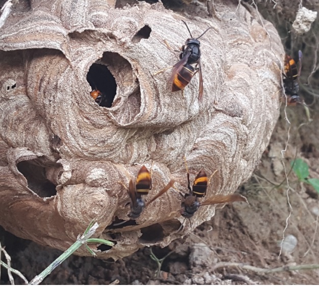 ▲등검은말벌(농촌진흥청)