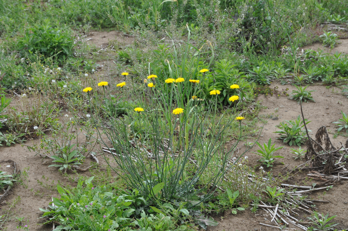 ▲서양금혼초(농촌진흥청)