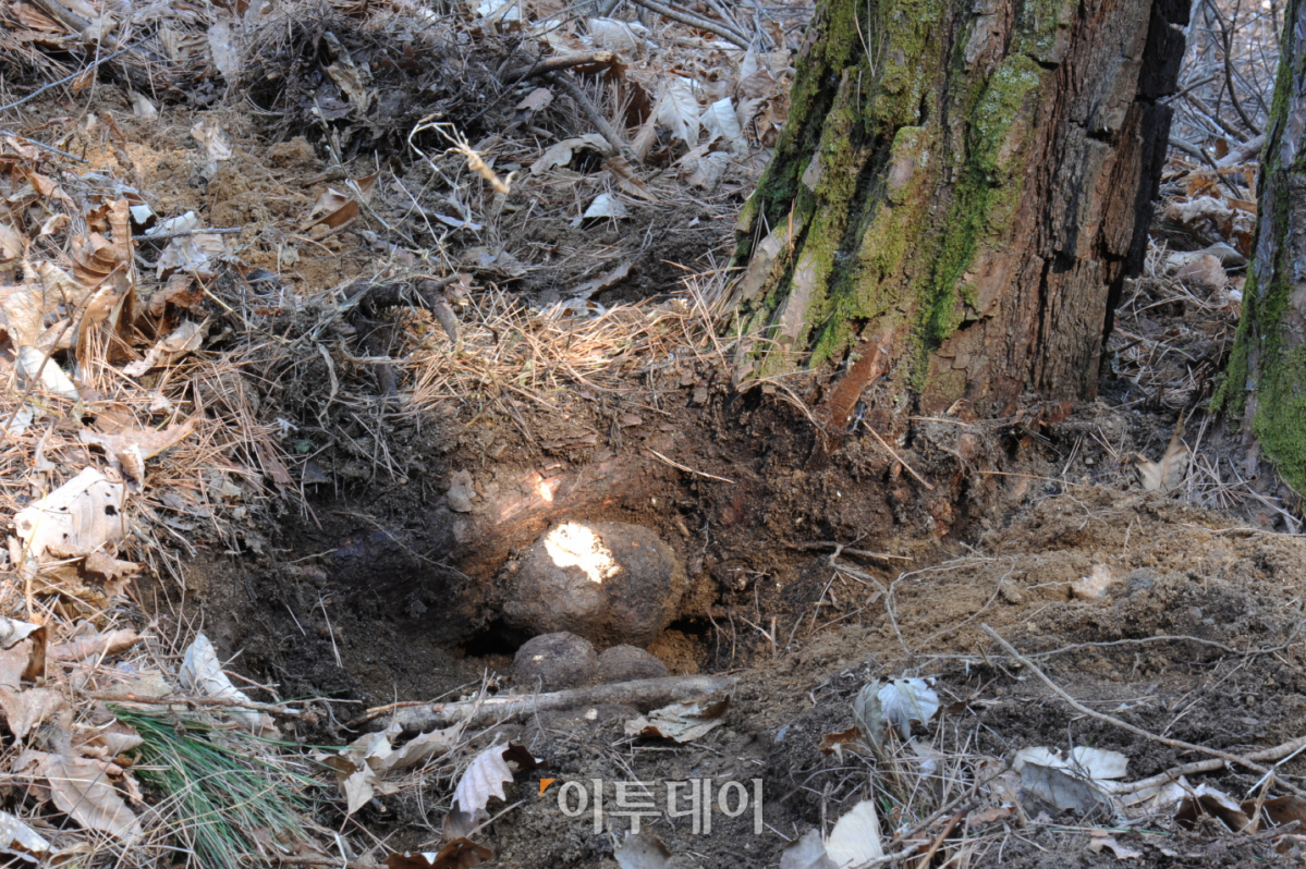▲산림청 국립산림과학원은 성균관대학교 약학대학 김기현 교수 연구팀(의과대학 백관혁 교수)과 공동연구를 통해 복령의 균핵(사진)에서 폐선암세포의 증식을 막는 항암물질을 발견하고 약리효과를 입증했다고 12일 밝혔다.(산림청 국립산림과학원)