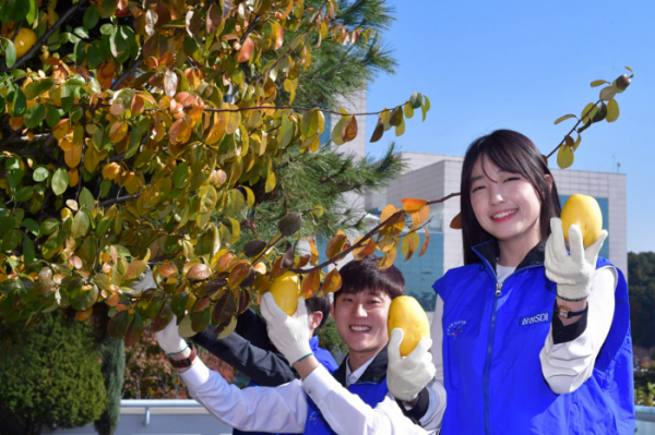 ▲삼성SDI 임직원들이 기흥 본사에서 자란 모과나무 열매를 수확하고 있다.(사진제공 삼성SDI)