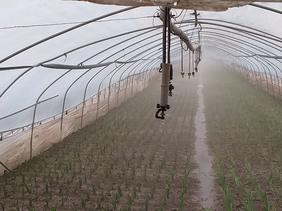 ▲3일 경기도 포천의 대파 농가에서 스프링클러로 액비를 살포하고 있다.