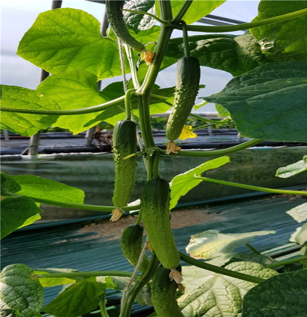▲ '2018년 대한민국우수품종상' 대통령상 수상작으로 선정된 '베테랑' 오이(농림축산식품부)