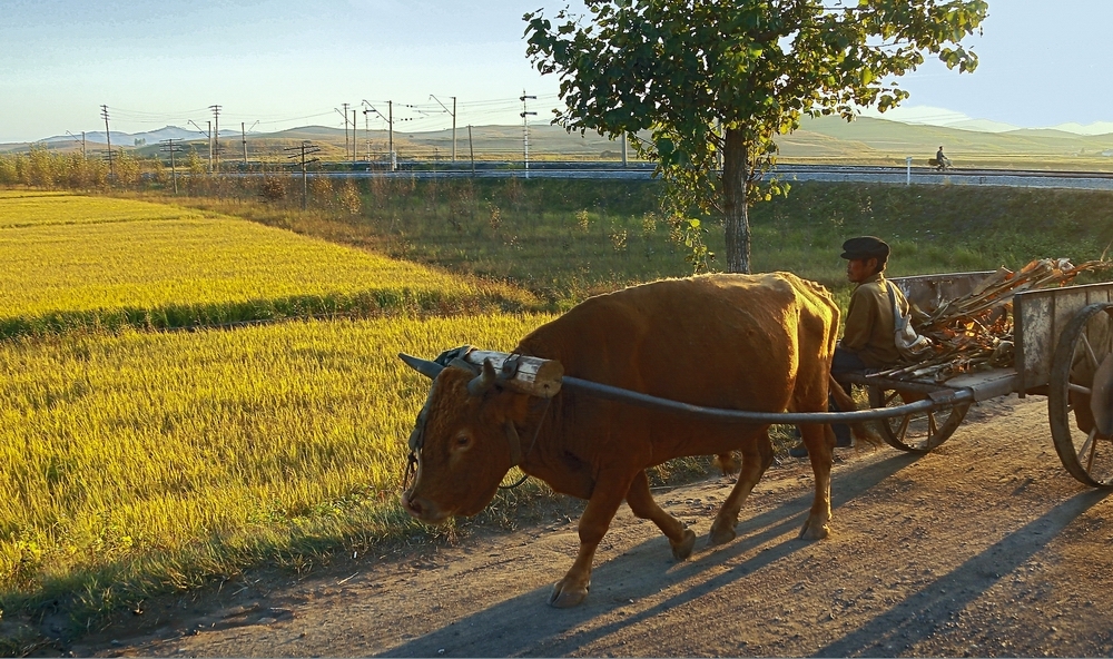▲북한 농촌 모습(뉴시스)