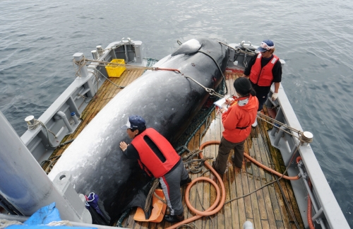 ▲일본 홋카이도 쿠시로에서 포경 어부들이 고래를 포획해 기록하고 있다. 쿠시로/AP연합뉴스
