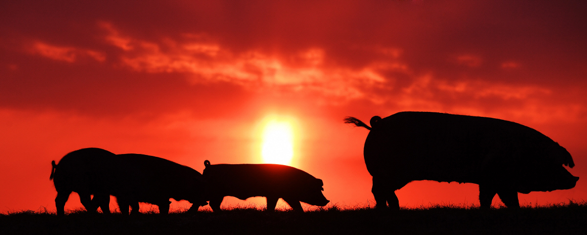 ▲2019년 황금돼지해인 기해년(己亥年) 새해가 밝았다. 예로부터 돼지는 복(福)의 근원, 집안의 재신(財神)을 상징하는 길상의 동물이다. 새해에는 우리네 삶이 밝고 풍요롭길 기원한다. ‘우리흑돈’ 돼지 가족이 태양이 막 떠오르는 충남 천안시 성환읍 농촌진흥청 국립축산과학원 내 드넓은 초지를 부지런히 다니며 제 몸을 살찌우고 있다.  천안=오승현 기자 story@