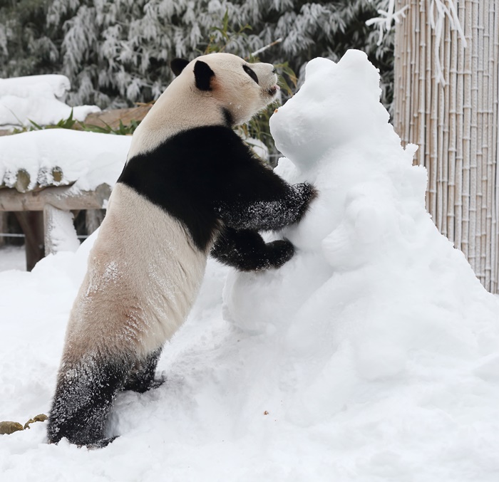 ▲판다가 눈 놀이를 하고 있다.