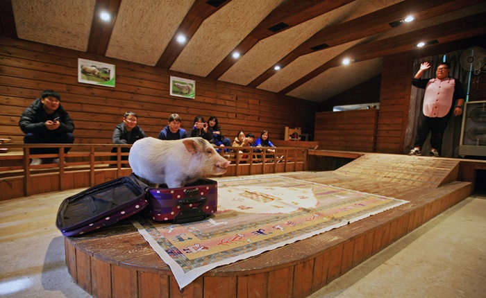 ▲돼지의 숫자 인지능력을 보여주는 공연.