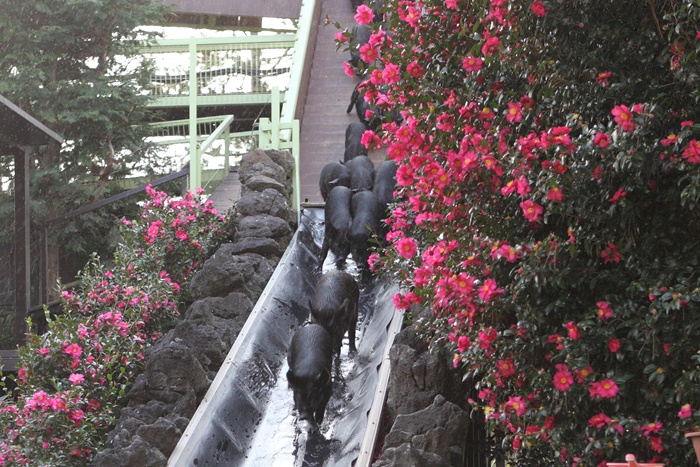 ▲미끄럼틀 타고 내려오는 아기 돼지들.