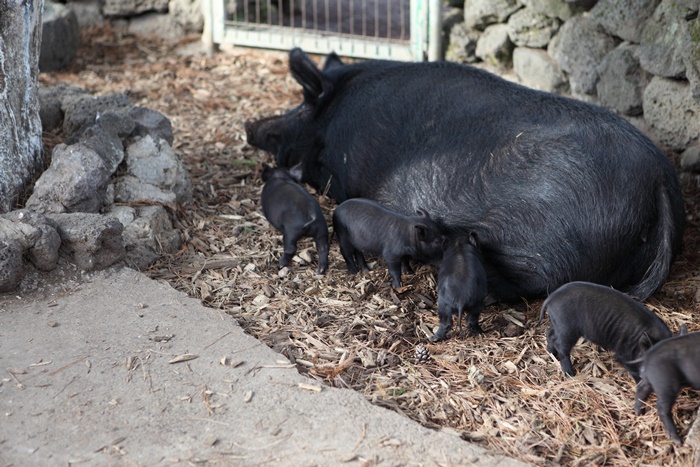 ▲어미 돼지와 아기 돼지가 쉬는 돼지막도 볼 수 있다.