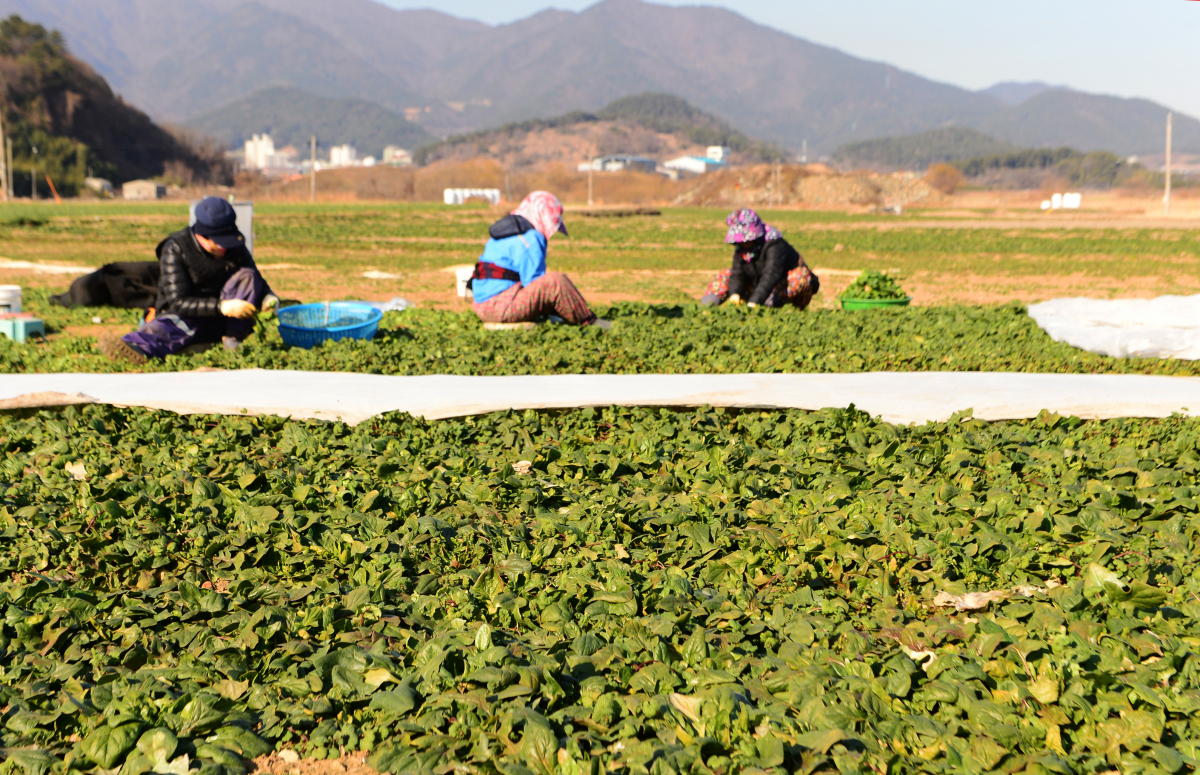 ▲2일 오전 경남 남해군 남해읍 인근 들녘에서 농부들이 시금치를 수확하고 있다. (뉴시스)