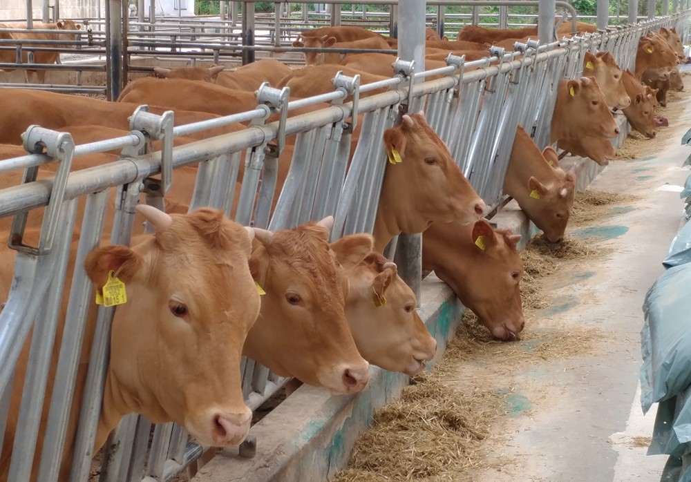 ▲IoT기반 실시간 가축 질병 및 번식 관리 모니터링 서비스 '라이브케어'를 시행 주인 목장. (사진제공=유라이크코리아)