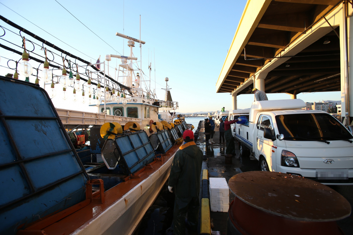 ▲지난해 10월 12일 오전 강원 강릉시 주문진읍 주문진항에 입항한 채낚기 어선에서 활어차로 오징어가 옮겨지고 있다.(뉴시스)