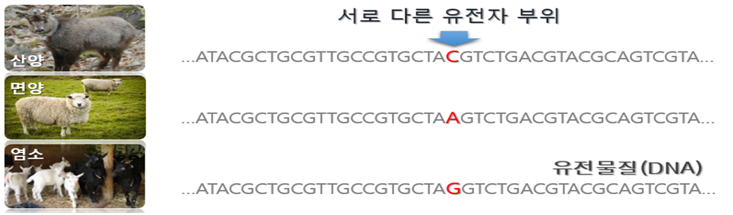 ▲유전자 분석기술을 이용한 염소고기 판별 원리(농림축산식품부)