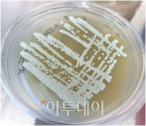 ▲저미시딘 A 및 B를 생산하는 방선균 SCS525 균주(국립해양생물자원관)