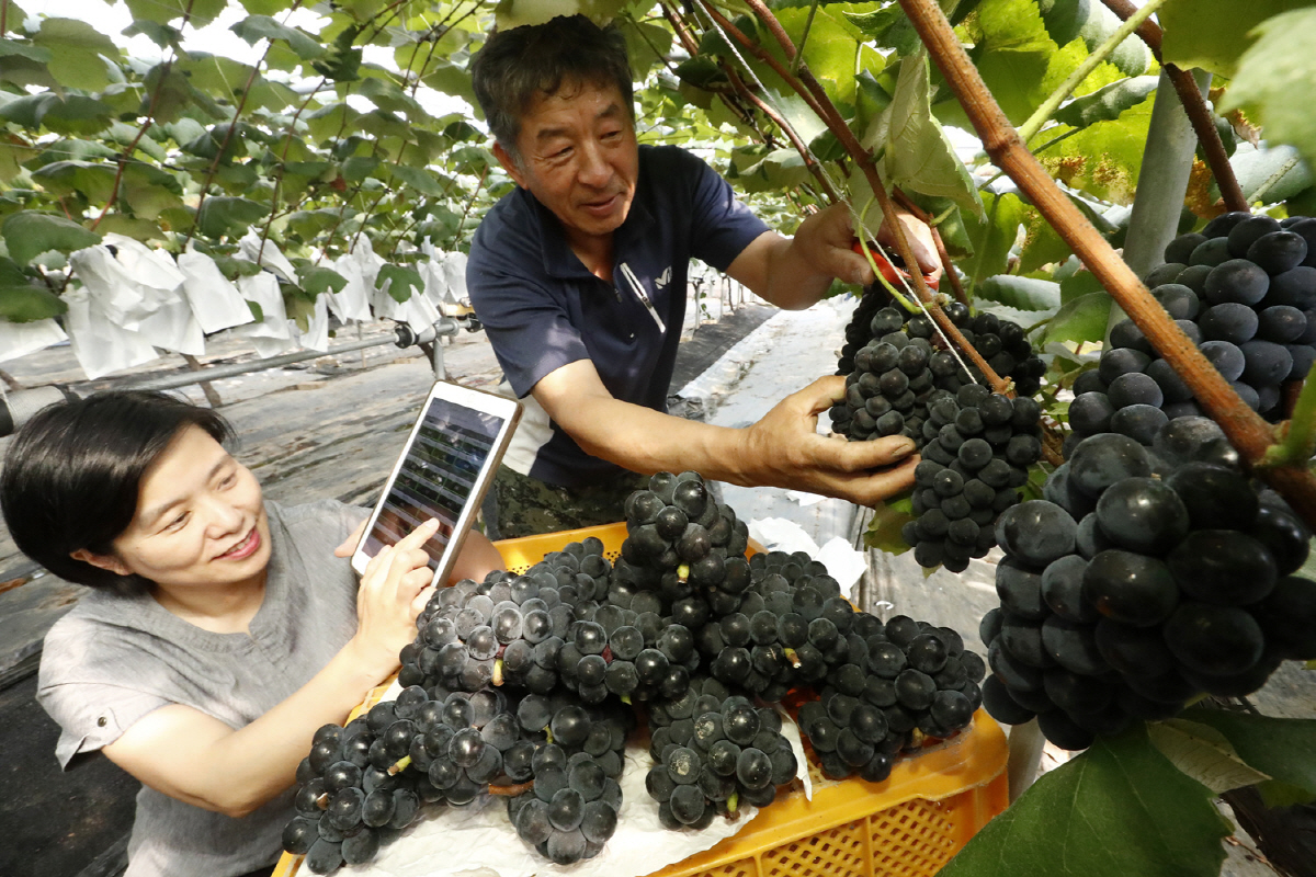 ▲2세대 스마트팜 기술을 적용한 포도 농장 모습.(사진 제공=농촌진흥청)