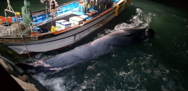 ▲여수 앞바다서 포획된 고래 (연합뉴스)