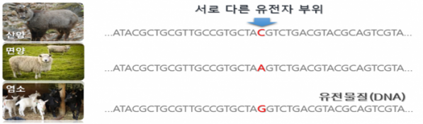 ▲유전자 분석기술을 이용한 염소고기 판별 원리(농림축산식품부)