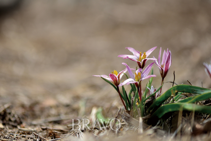 ▲'야생 백합' 산자고. 백합과의 여러해살이풀, 학명은 Tulipa edulis (Miq.) Baker.(김인철 야생화 칼럼니스트)
