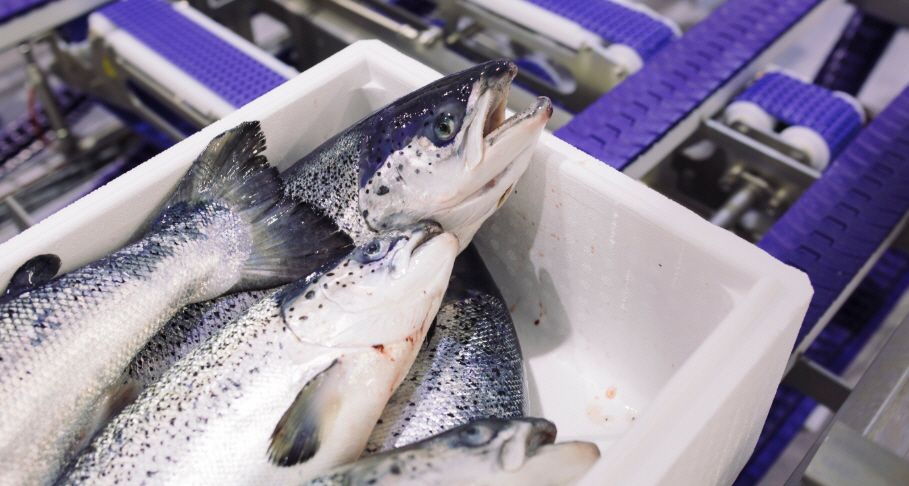 ▲(사진제공=노르웨이수산물위원회)