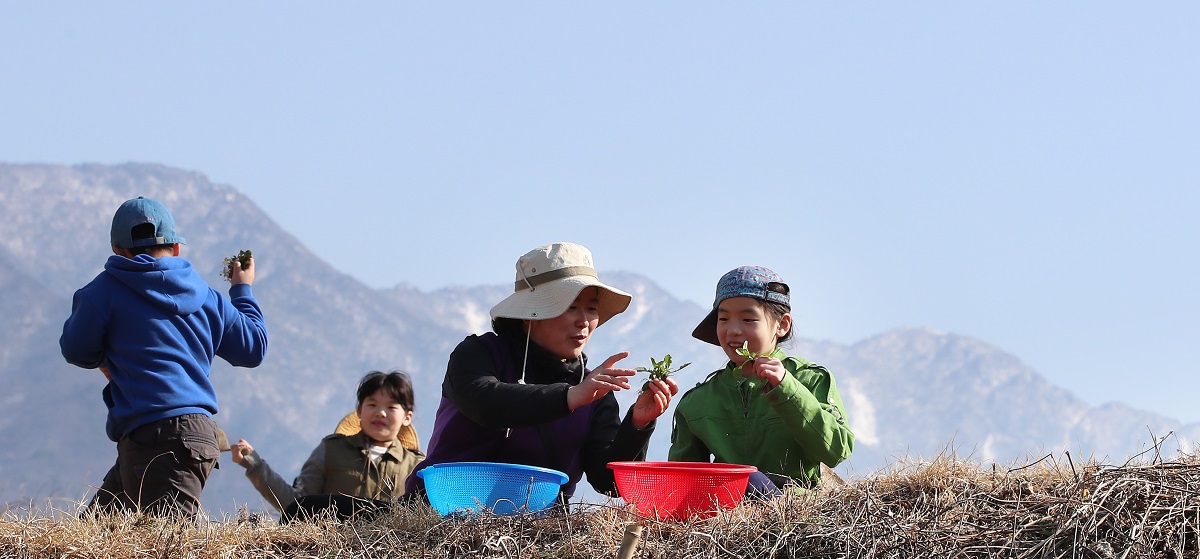 ▲지리산에 핀 봄나물. (연합뉴스)