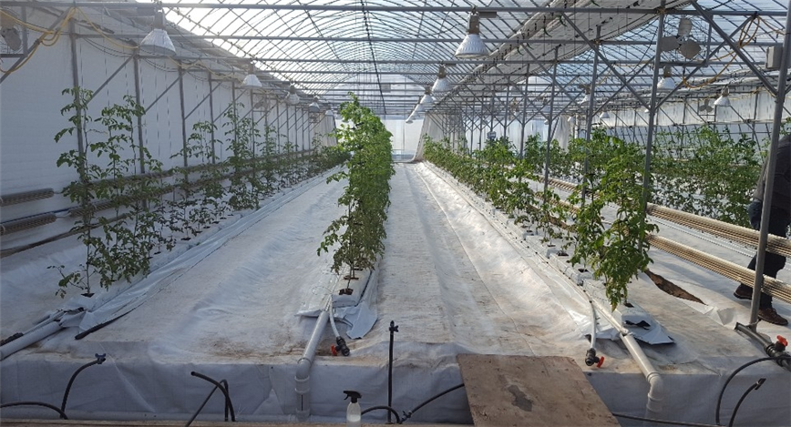 ▲농업기술실용화재단이 카자흐스탄 알마티에 구축한 스마트팜 테스트베드(사진 제공=농업기술실용화재단)