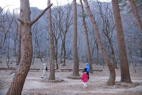 ▲설악산의 금강소나무 군락지.