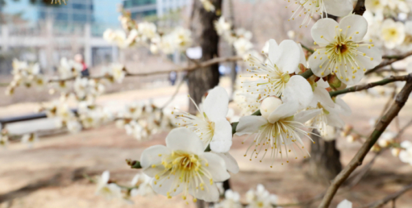 ▲포근한 봄 날씨를 보이는 18일 오후 서울 영등포구 여의도공원에 매화꽃이 꽃망울을 터트리고 있다. (뉴시스)