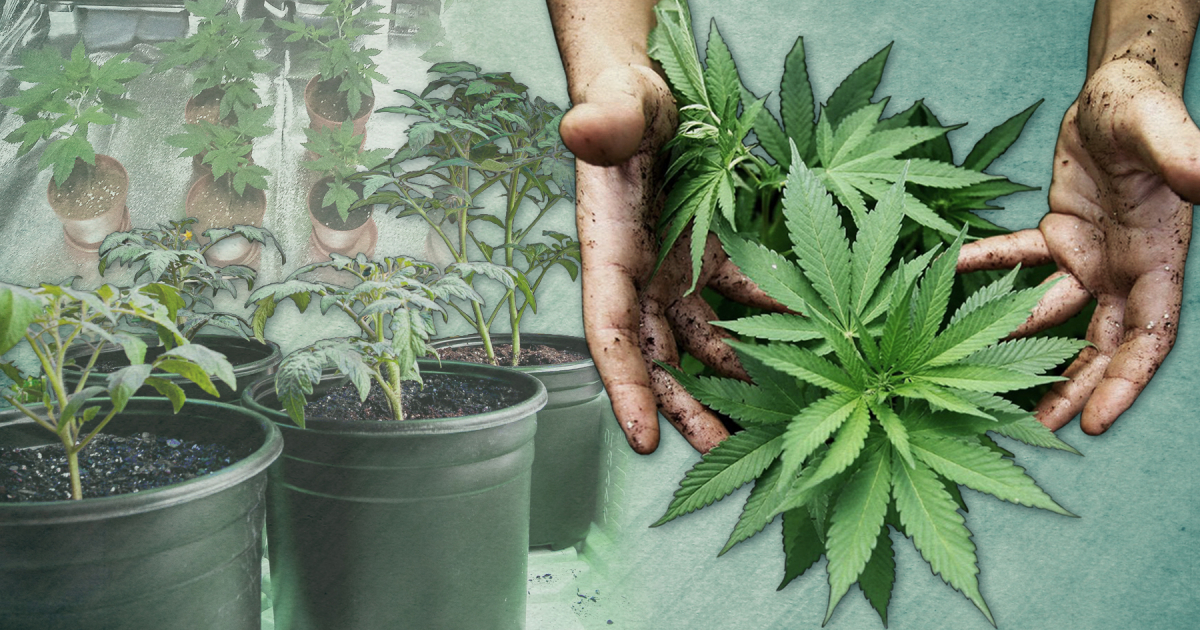 ▲대마 합법화를 요구하는 사람들은 대마의 유해성과 중독성이 담배보다 현저히 낮다며, 형평성을 위해 대마와 담배 흡연 모두 합법화해야 한다고  주장한다. (연합뉴스)