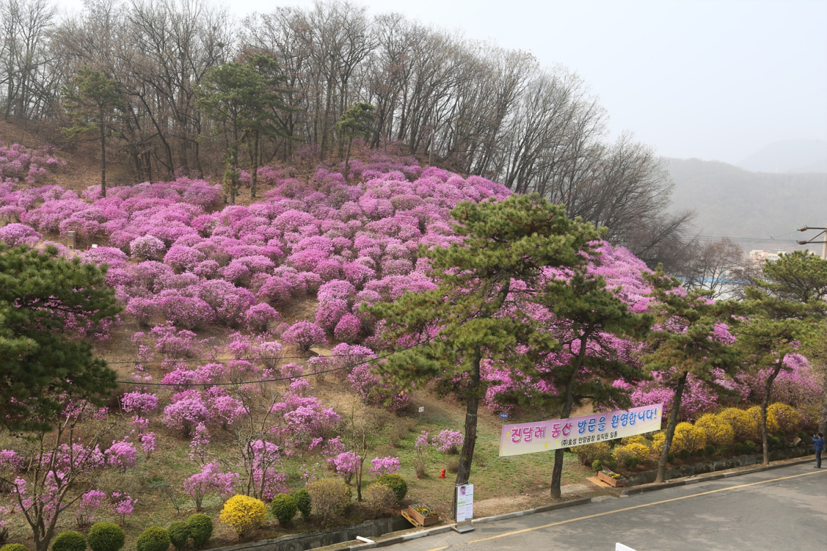 ▲진달래가 만개한 효성 안양공장 진달래동산(사진 제공=효성)