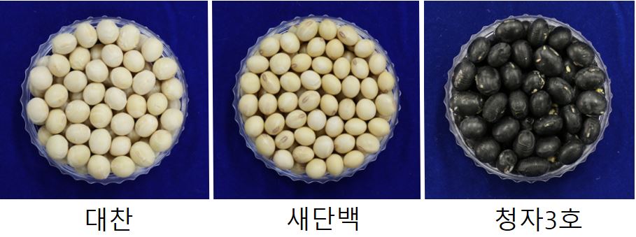 ▲농촌진흥청이 국산 콩을 활용한 혼합 전두유(비지를 걸러내지 않고 콩을 통째로 갈아만든 두유)를 개발했다. 사진은 전두유에 쓰인 국산 콩 품종.(사진 제공=농촌진흥청)