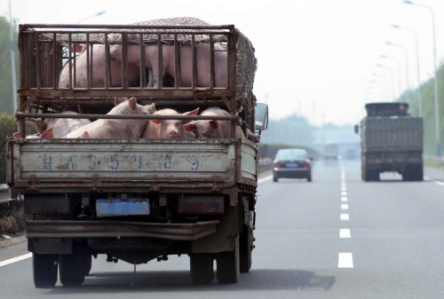 ▲중국 산둥성 지난시에 돼지를 실은 트럭이 고속도로를 달리고 있다. 지난/뉴시스
