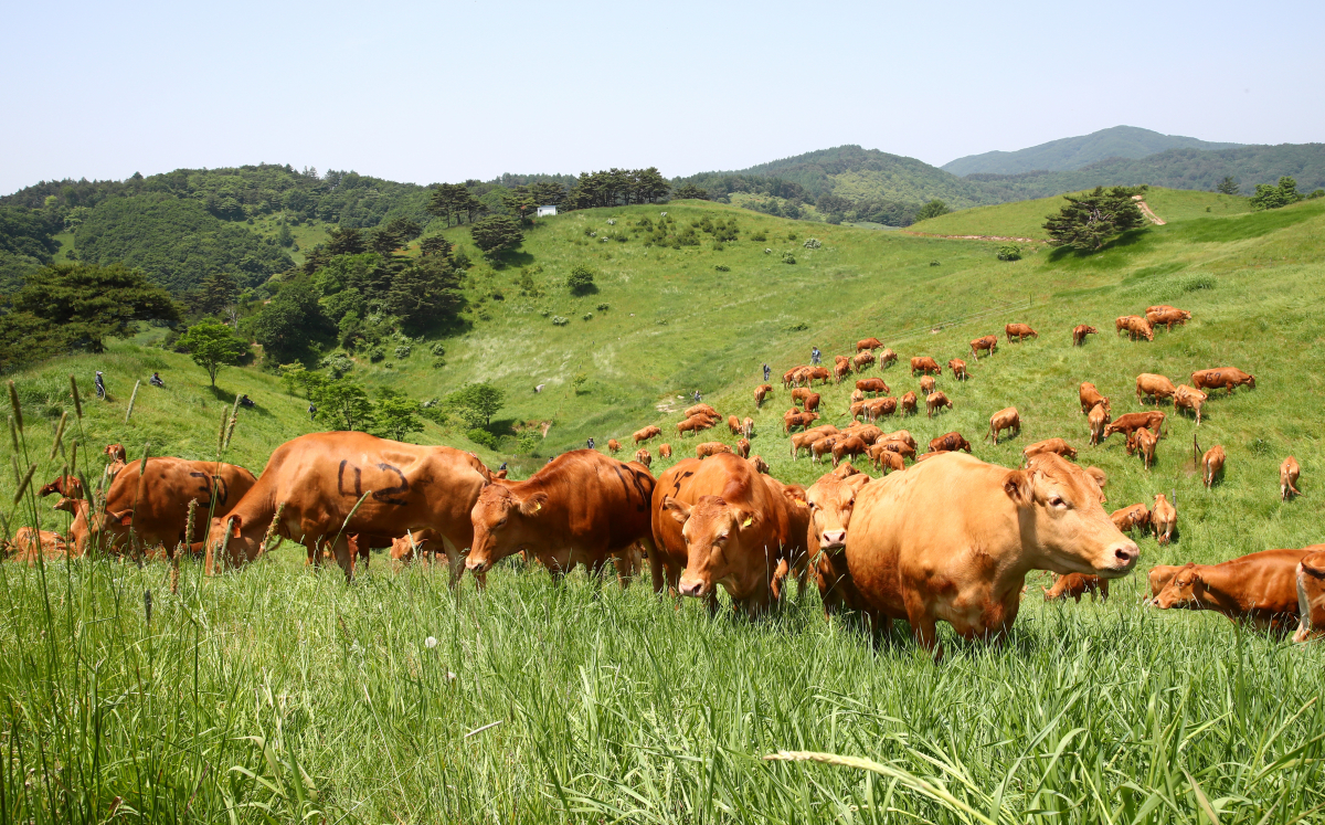 ▲농촌진흥청에서 대관령에 한우를 방목해서 키우고 있다.(출처=농촌진흥청)