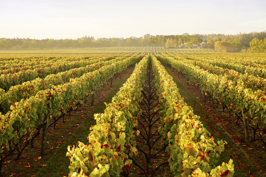 ▲오클랜드의 와인지대 풍경.(사진제공=이하 뉴질랜드관광청)