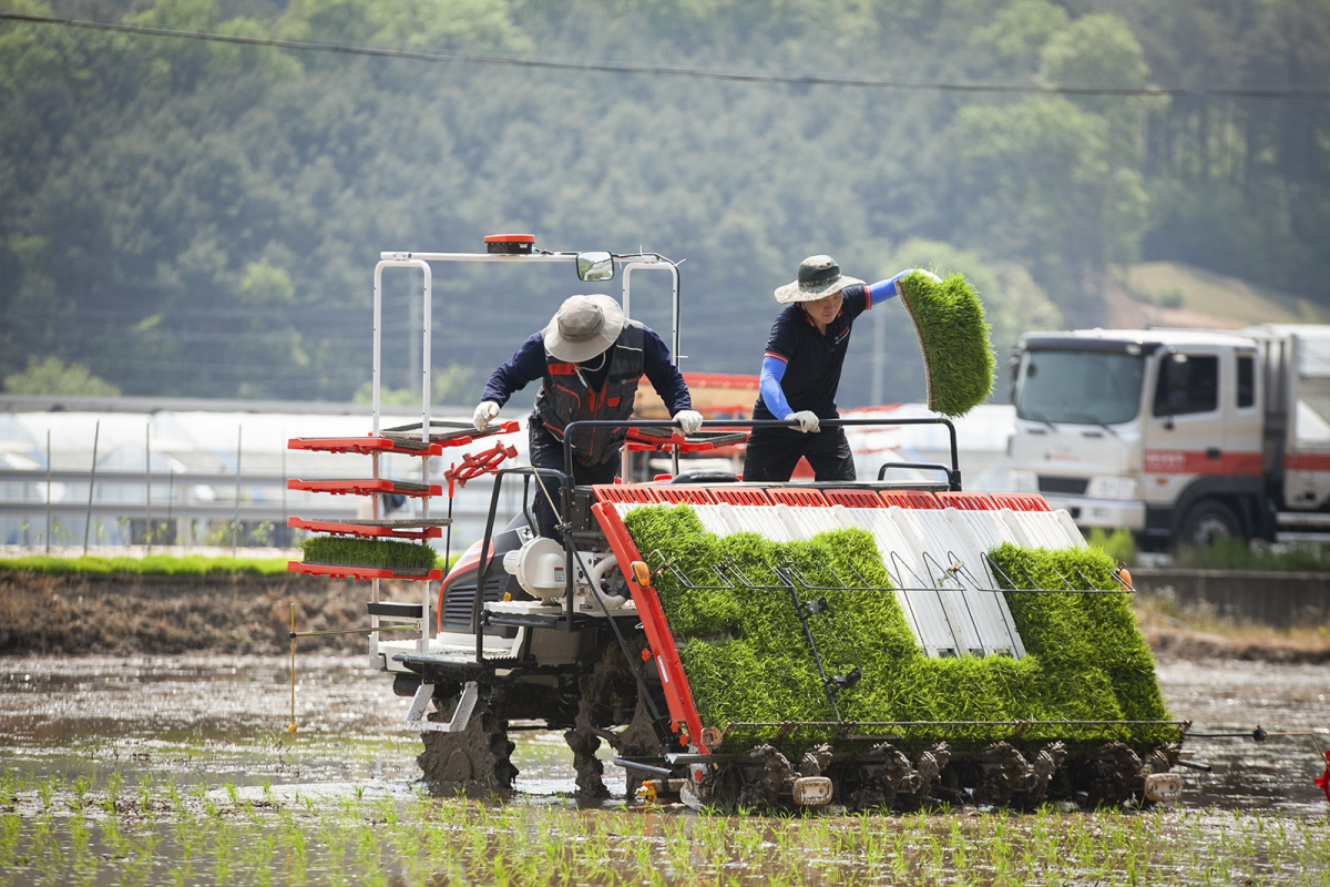 ▲ 자율주행 이앙기에 탑승한 농부는 이앙기가 자율주행 하는 동안 모판 운반을 하고 있다. (사진제공= SK텔레콤)