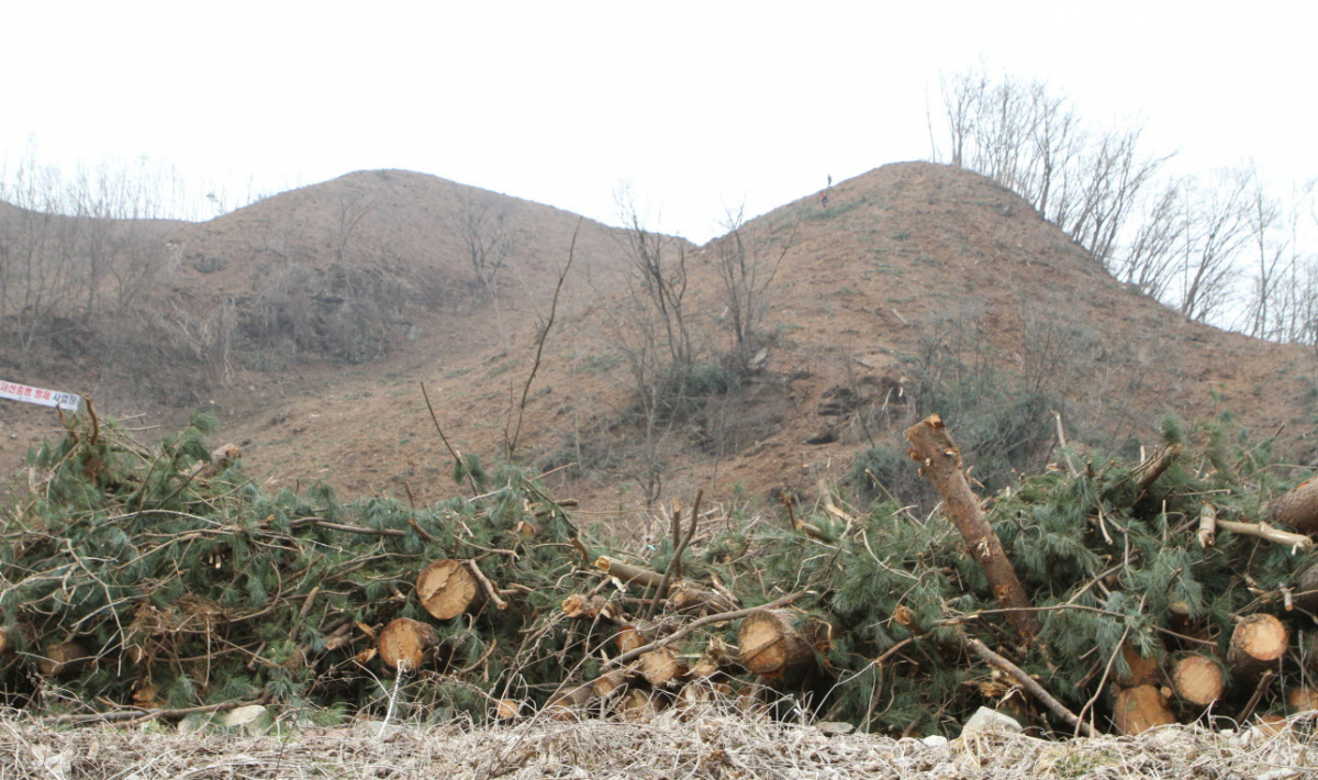 ▲소나무재선충병 방제 현장(뉴시스)