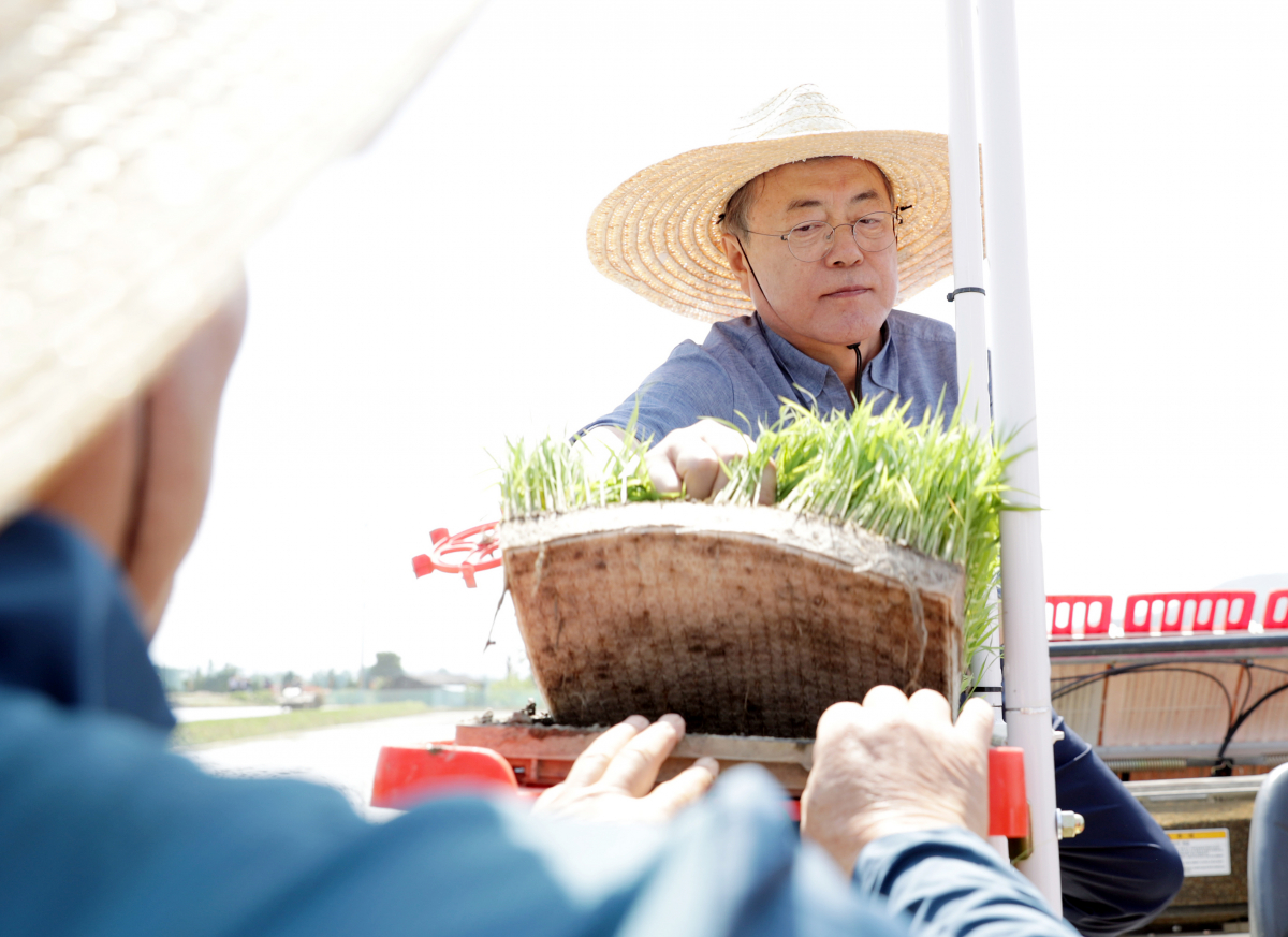 ▲문재인 대통령이 24일 오전 경북 경주시 옥산마을을 방문, 모내기하기 위해 모판을 이앙기에 싣고 있다. (연합뉴스)