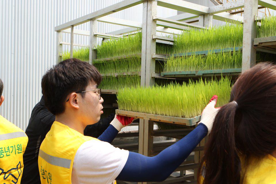 ▲CJ프레시웨이 임직원은 쌀 소비 감소로 시름하고 있는 농가에 활력을 불어넣기 위해 우리 쌀 계약재배 면적을 확대하고 농민들의 모내기를 지원하고 있다.  사진제공 CJ프레시웨이