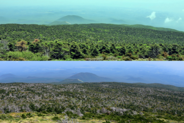 ▲제주도 한라산 진다래밭 구상나무 숲의 2009년 모습(위)과 2016년 모습.(사진 제공=산림청 국립산림과학원)