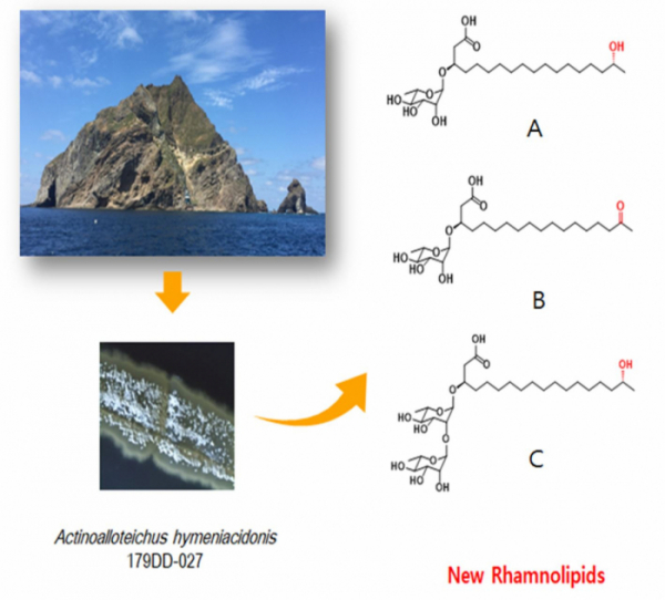 ▲독도 신물질 분리과정 및 구조. KIOST 독도연구팀은 독도에서 분리 Actinoalloteichus hymeniacidonis 179DD-027라는 균주에서 3종의 람노리피드 계열의 신물질 독도리피드(Dokdolipids) A-C를 분리하고 구조를 규명했다.(출처=한국해양과학기술원)