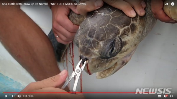▲콧구멍에 플라스틱 빨대가 꽂힌 거북이의 모습. 거북이를 발견한 해양 연구팀이 핀셋을 이용해 빨대를 빼내는 과정에서 거북이가 피를 흘리고 있다.(사진출처:유튜브 캡처)(뉴시스)