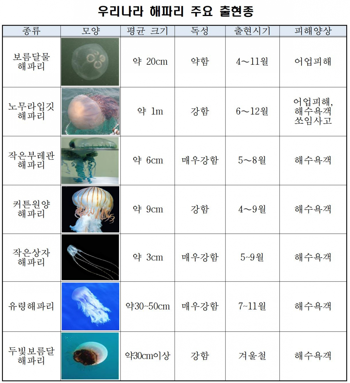 ▲우리나라에 출현하는 주요 해파리 종류.(출처=해양수산부)