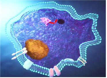 ▲세포막 전송 펩타이드 (aMTD)가 병든 세포 안으로 약리물질을 전송하는 모습(자료제공=셀리버리)