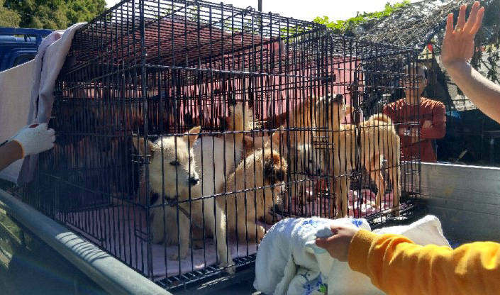 ▲광주동물보호협회 위드 등 전국 동물유관단체협의회·동물복지연맹 소속 48개 동물보호 단체는 지난달 14일부터 최근까지 3차례에 걸쳐 불법 운영·동물 학대 의혹을 받고 있는 광주 북구 개농장 2곳에 있는 동물 120여마리 중 35마리를 구조했다고 25일 밝혔다. 2017.10.25.(뉴시스)