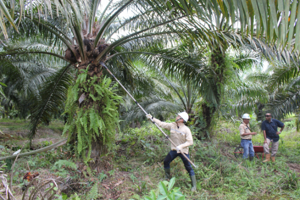 ▲LG상사 해외 투자 사업장 연수에 참가한 사원들이 인도네시아 팜(Palm) 농장에서 팜나무에 열린 열매를 직접 수확해 보고 있다.(사진제공=LG상사)