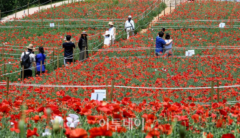 (신태현 기자 holjjak@)